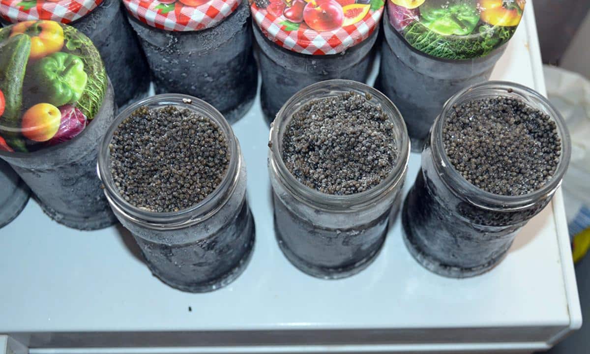 Percheziții într-un dosar de braconaj piscicol. 15 kg de icre negre și aproape 50 kg de sturion, descoperite de polițiști