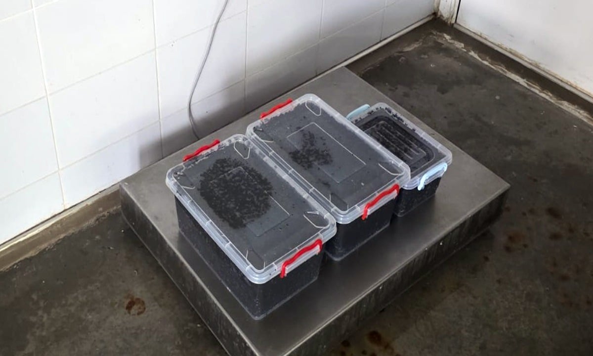 19 kilograme de icre negre, descoperite de polițiștii de frontieră