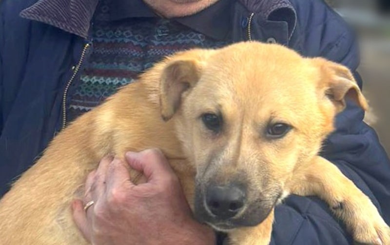Vești minunate din Adăpostul Public de Animale Abandonate Constanța! Încă un suflet a fost salvat și a ajuns în brațele unei familii iubitoare