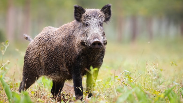 Alertă de pestă porcină africană în judetul Constanța: virusul confirmat la un mistreț vânat