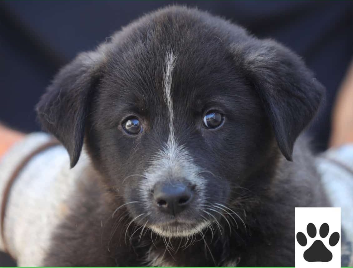 Adoptă un cățel! Sute de suflete din Adăpostul Public Constanța își caută o familie
