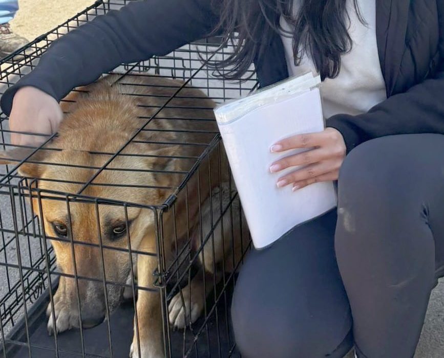 O nouă poveste cu final fericit la Adăpostul Public din Constanța! Brunp are o nouă familie