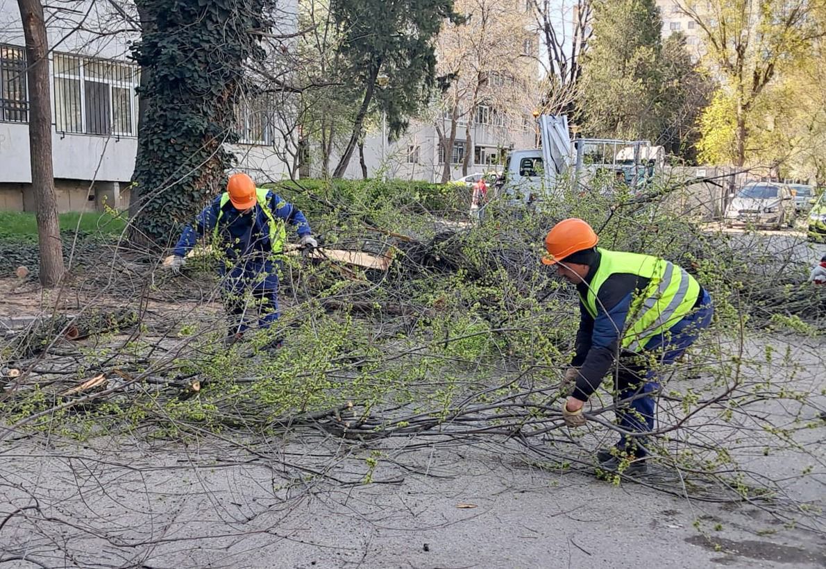 Lucrările de toaletare și corecție a arborilor continuă în cartierele orașului