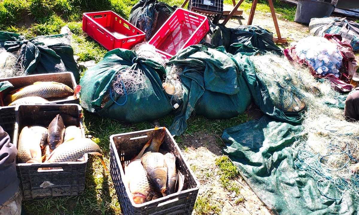 Percheziții de amploare pentru combaterea braconajului piscicol. Sute de kilograme de pește și icre, confiscate