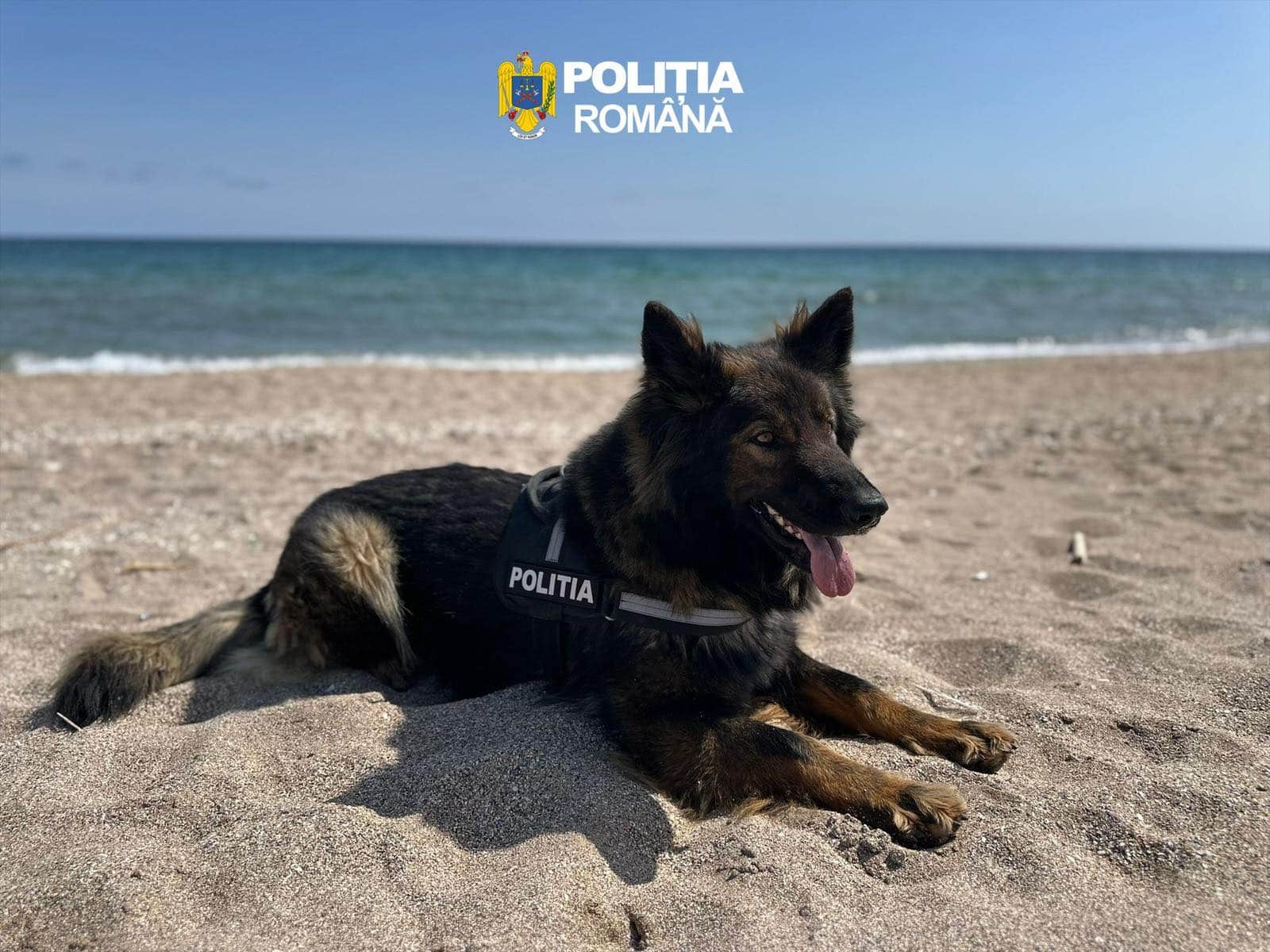 „Detectivul” Aza, în acțiune! A prins un tâlhar în mai puțin de 30 de minute