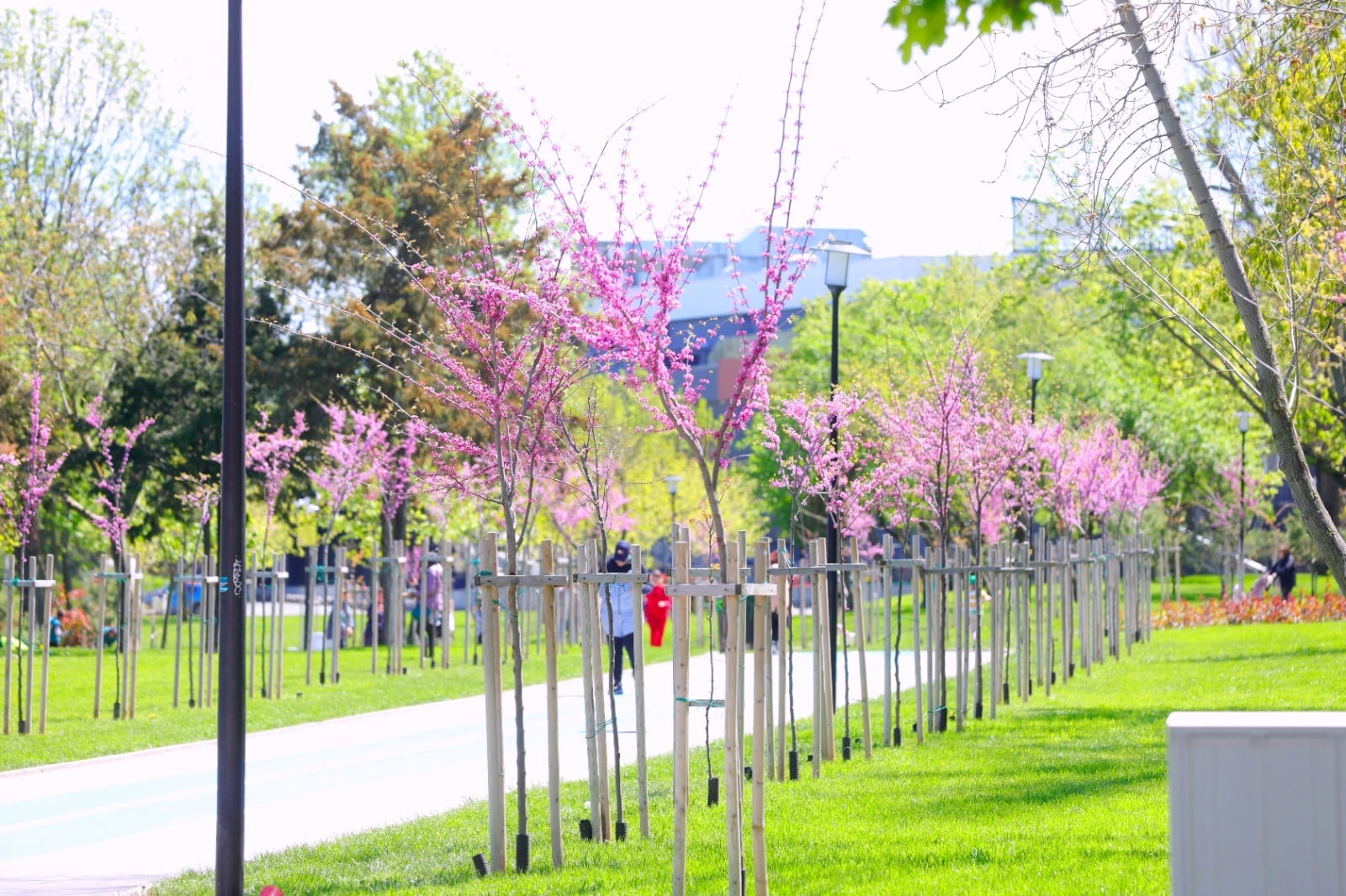 Constanța: Parcul Tăbăcărie primește un suflu nou. Lucrări ample de înverzire și plantare