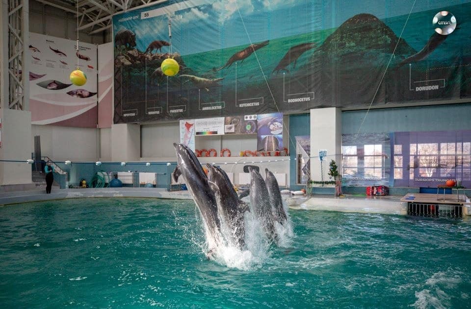 Delfinariul Constanța, asaltat de 1 Mai: Săli pline și atmosferă vibrantă la spectacole
