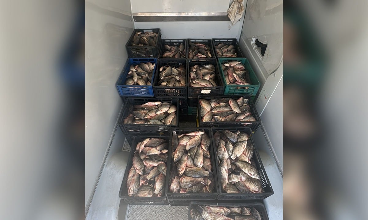 Aproximativ 800 de kg de pește capturat ilegal, descoperite de către polițiștii de frontieră constănțeni