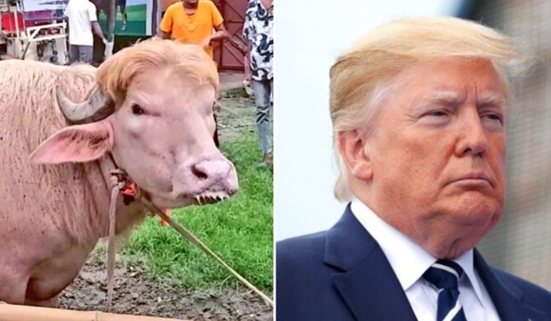 „Donald Trump” din Bangladesh: bivolul viral cu coamă blondă care a cucerit internetul înainte de sacrificiu