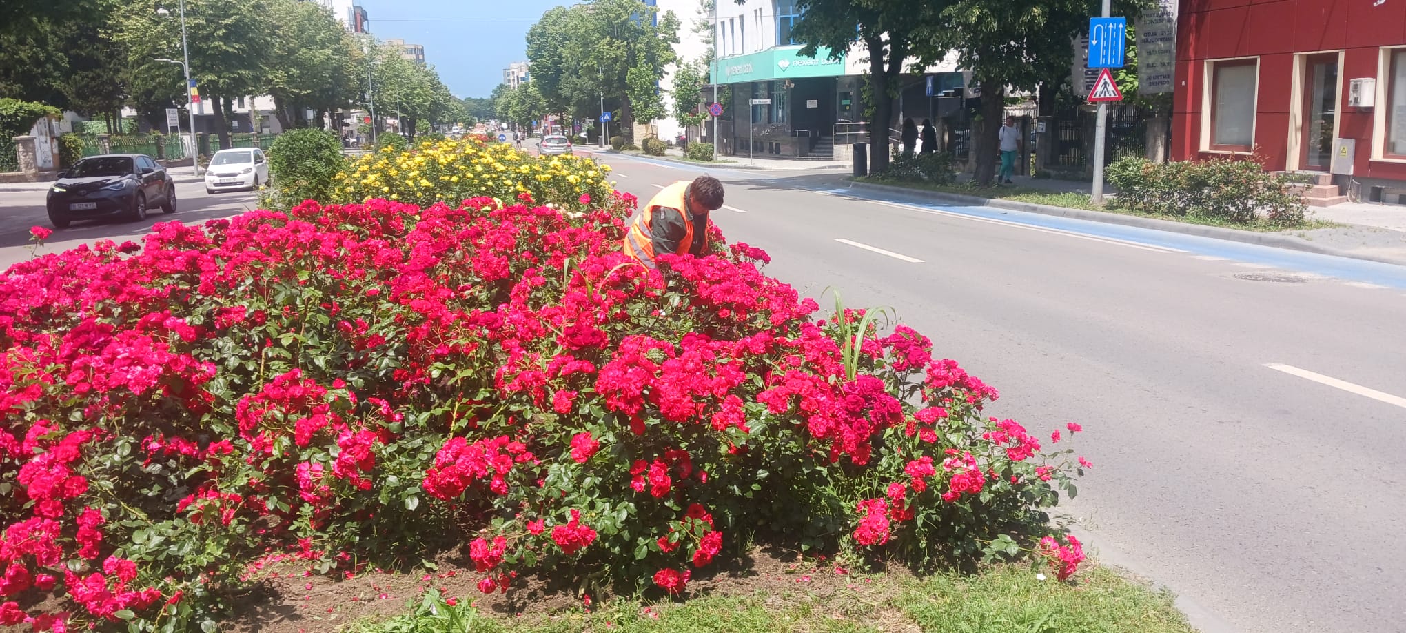 Continuă lucrările de întreținere a spațiilor verzi din municipiul Constanța