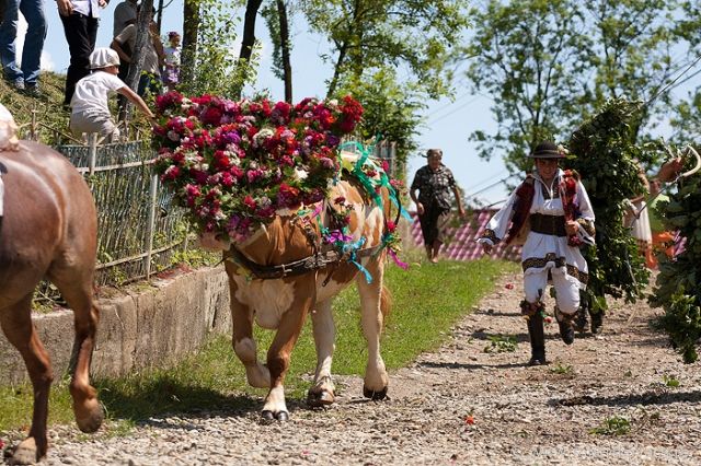 „Boul înstruțat”, tradiția spectaculoasă de Rusalii din satele Transilvaniei