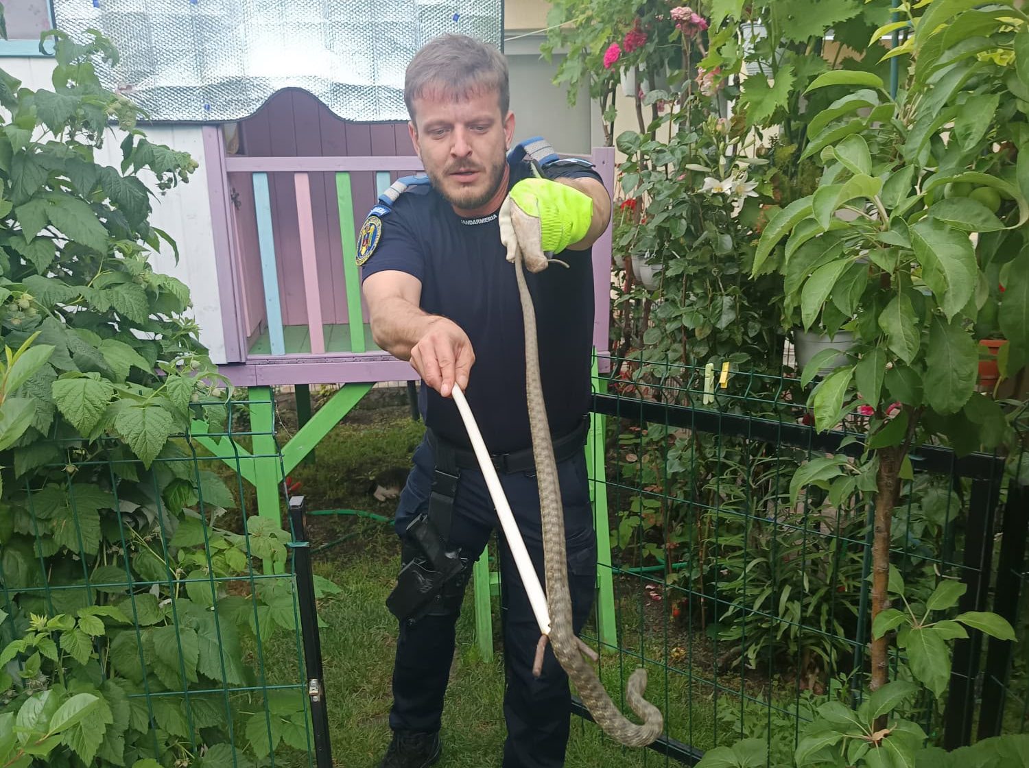 Șarpe capturat de jandarmi într-o gospodărie din Năvodari