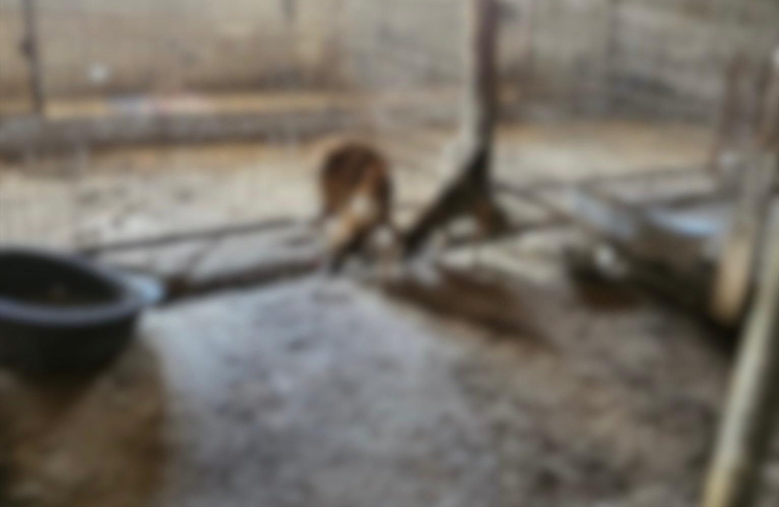 90 de suflete salvate la timp: câini înfometați și bolnavi, găsiți în condiții greu de imaginat în județul Constanța