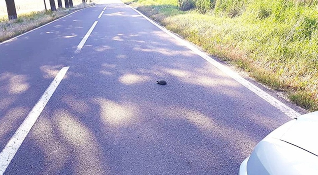 Atenționare în Delta Dunării! Șoferii, rugați să fie atenți la țestoasele de pe drumuri