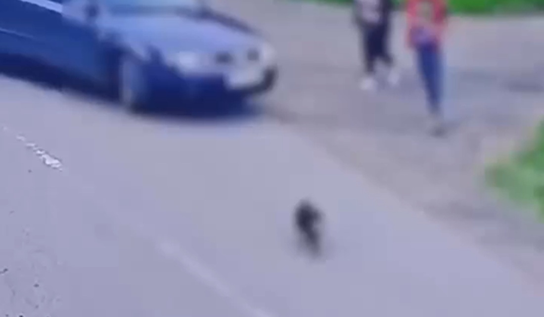 Tânăr reținut după ce ar fi ucis intenționat un câine. Incidentul a fost surprins de camerele video