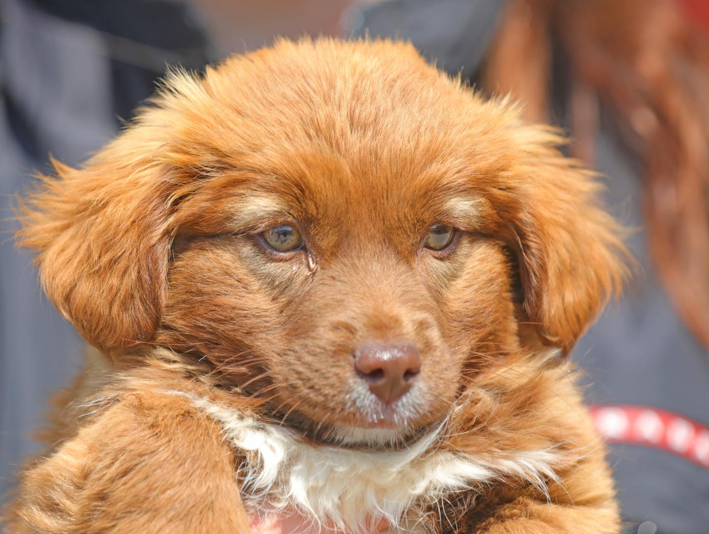 Lulu, un cățel de doar două luni, își caută o familie. Adopția este gratuită