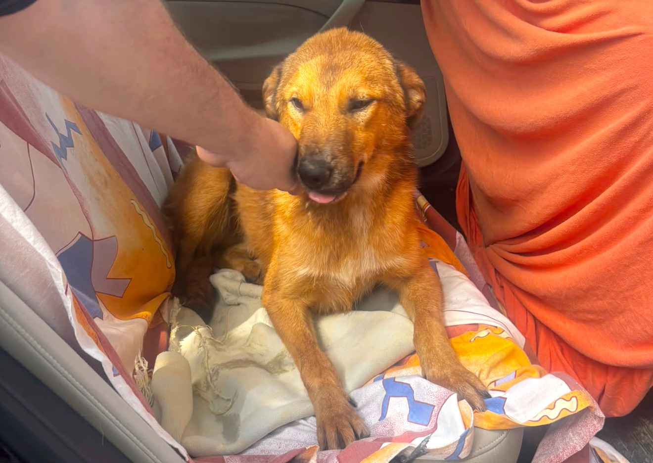 Lulu și-a găsit familia! Încă un cățel din adăpostul public din Constanța a început o nouă viață