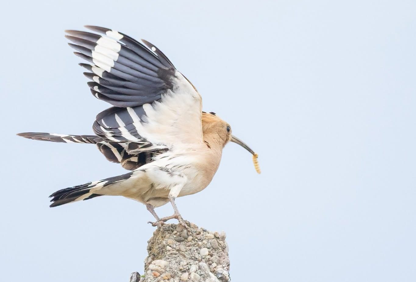 Pupăză fotografiată în timp ce cântă, în Parcul Natural Lunca Mureşului
