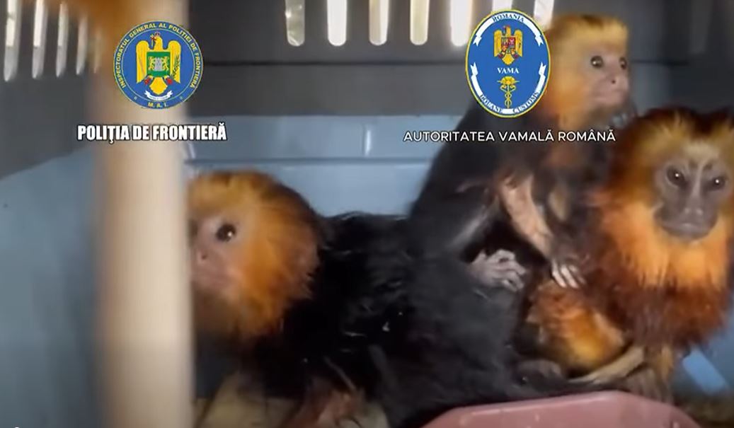 Surpriză într-un autoturism verificat la frontieră: patru maimuțe vii în portbagaj
