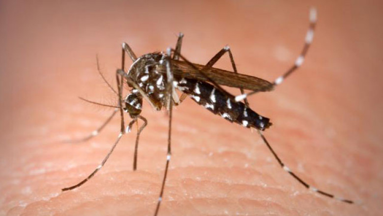 Trei cazuri de infecţie cu West Nile şi un deces în prima jumătate a lunii iulie