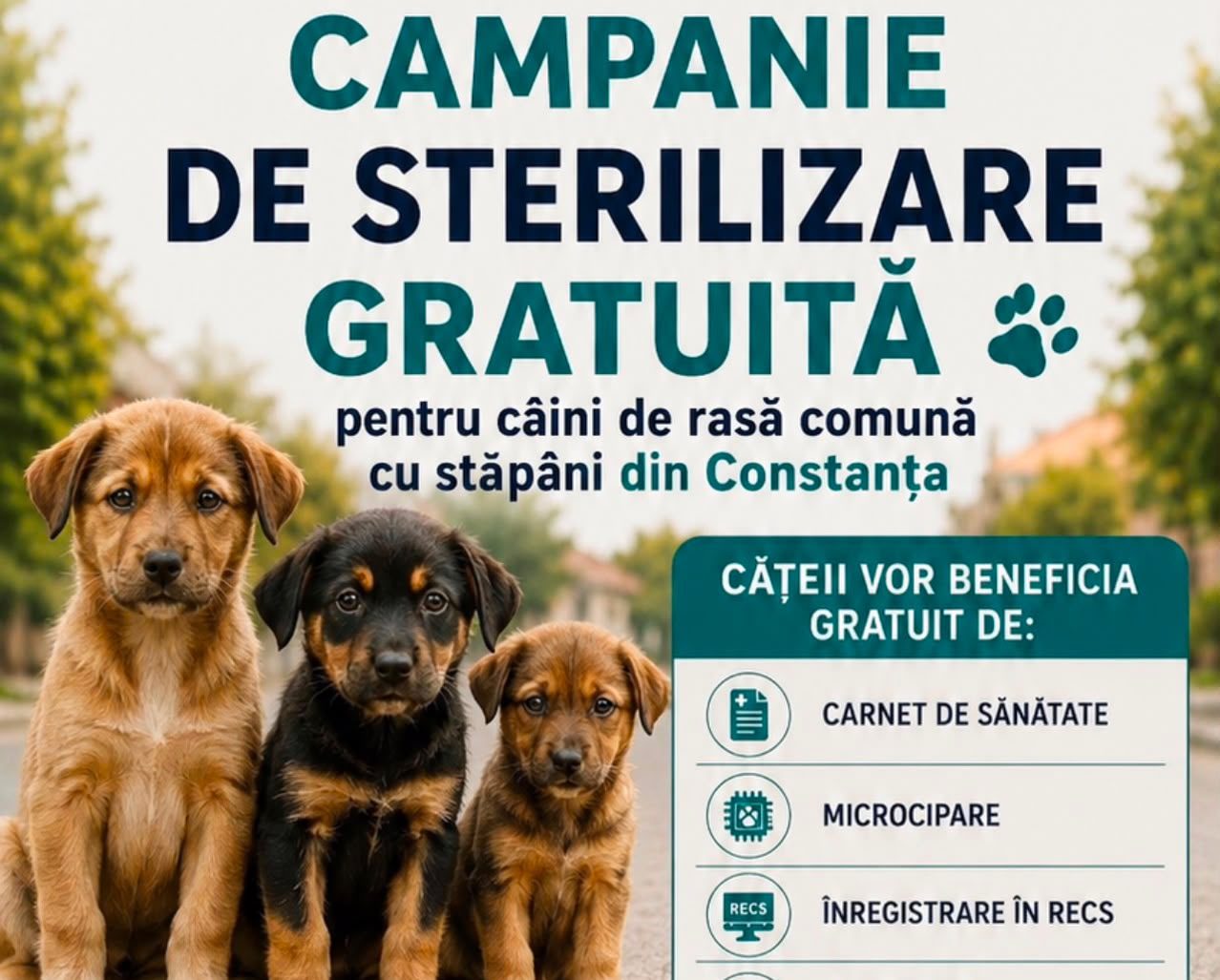 100 de câini au fost sterilizați gratuit în cadrul campaniei derulate de Primăria Constanța și VetZone