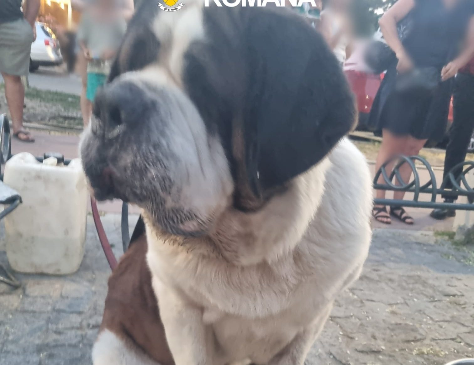 Trei Saint Bernard erau folosiți pentru a scoate bani de la turiști, în Eforie. Polițiștii au intervenit după mai multe sesizări
