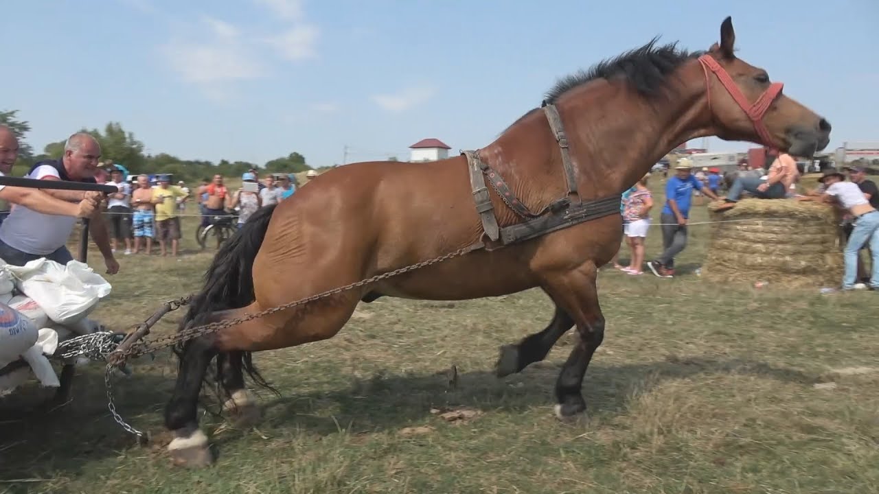 Canicula aduce restricții!  Animalele de tracțiune nu pot fi folosite între orele 12:00 și 18:00