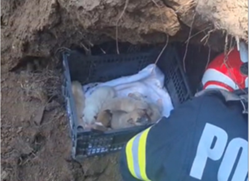 Șapte pui de câine și mama lor, salvați de pompieri după ce au rămas prinși sub un mal de pământ, în Constanța